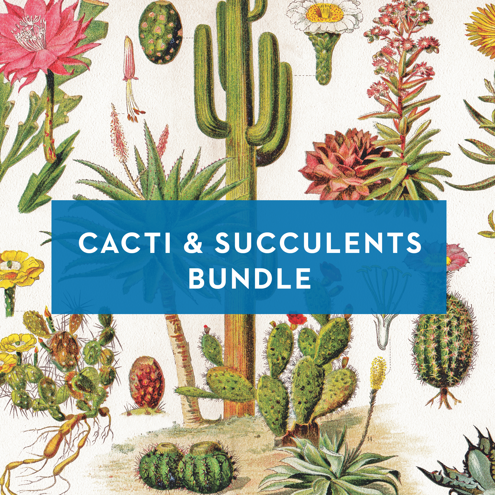 Cacti & Succulent Bundle