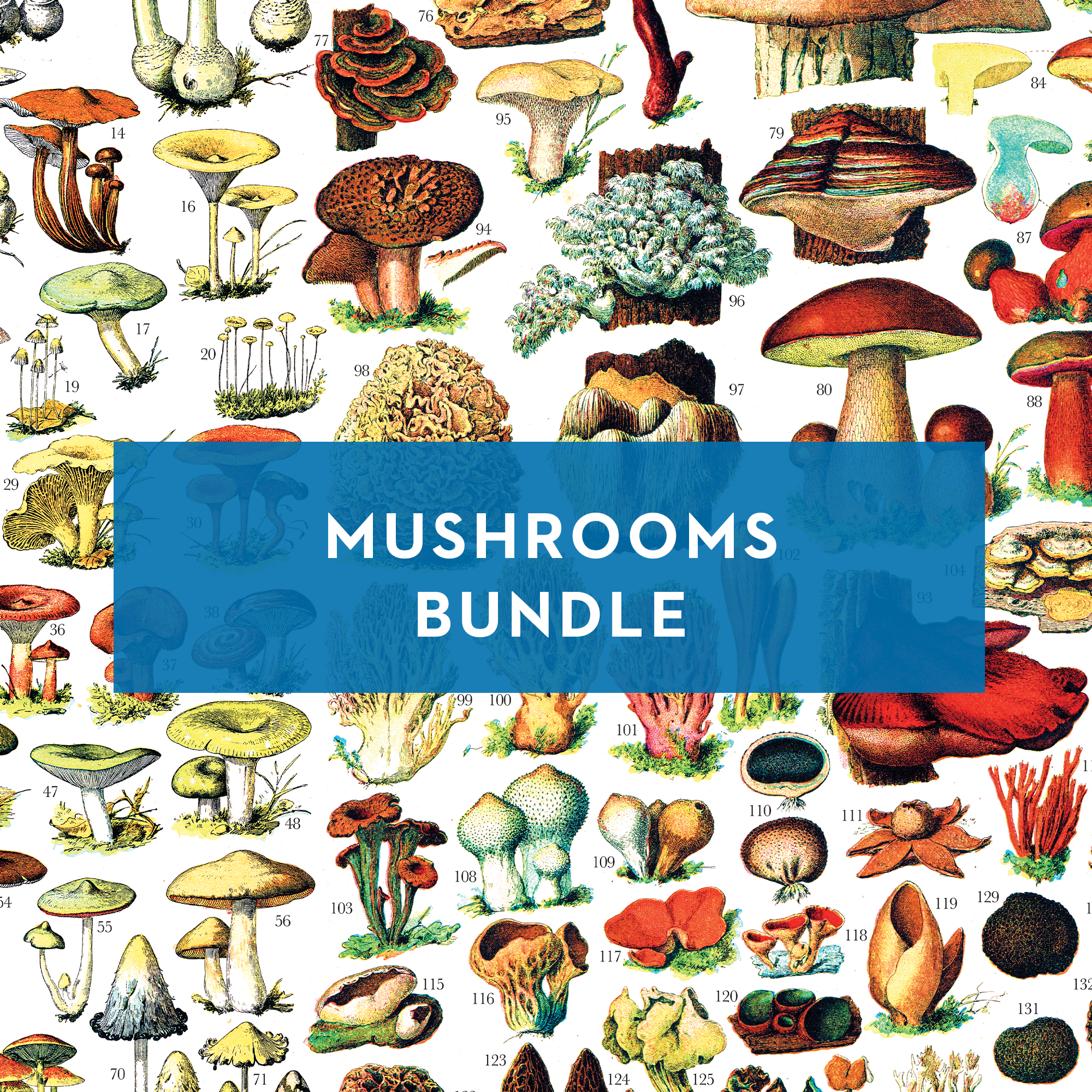 Mushrooms Bundle