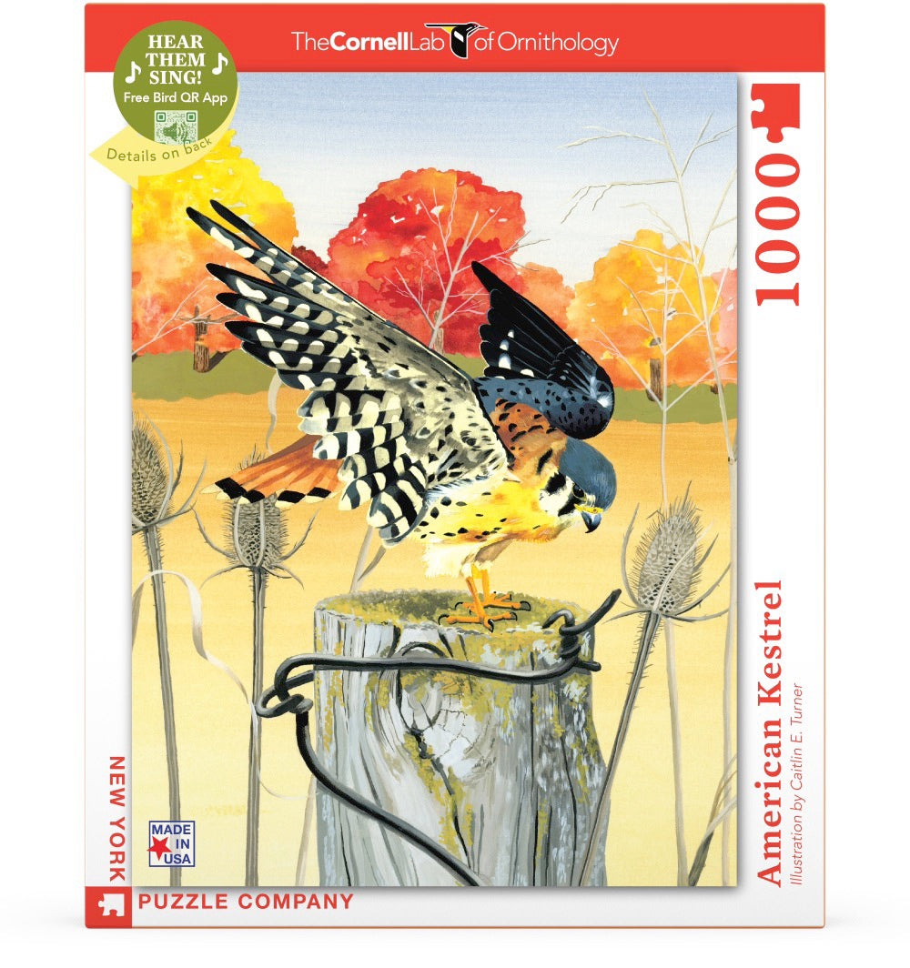 American Kestrel Image 2