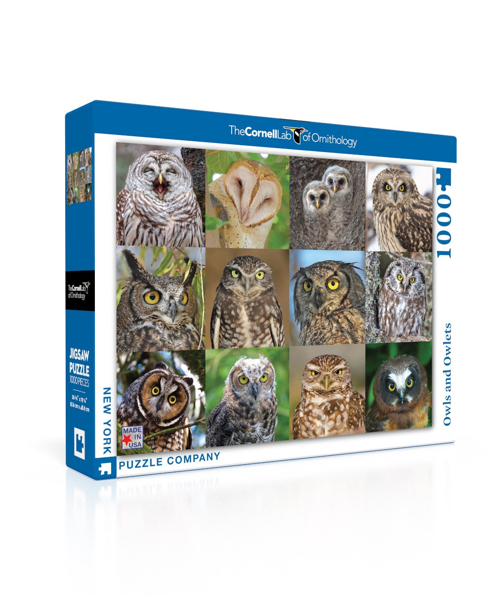 Owls and Owlets Image 1
