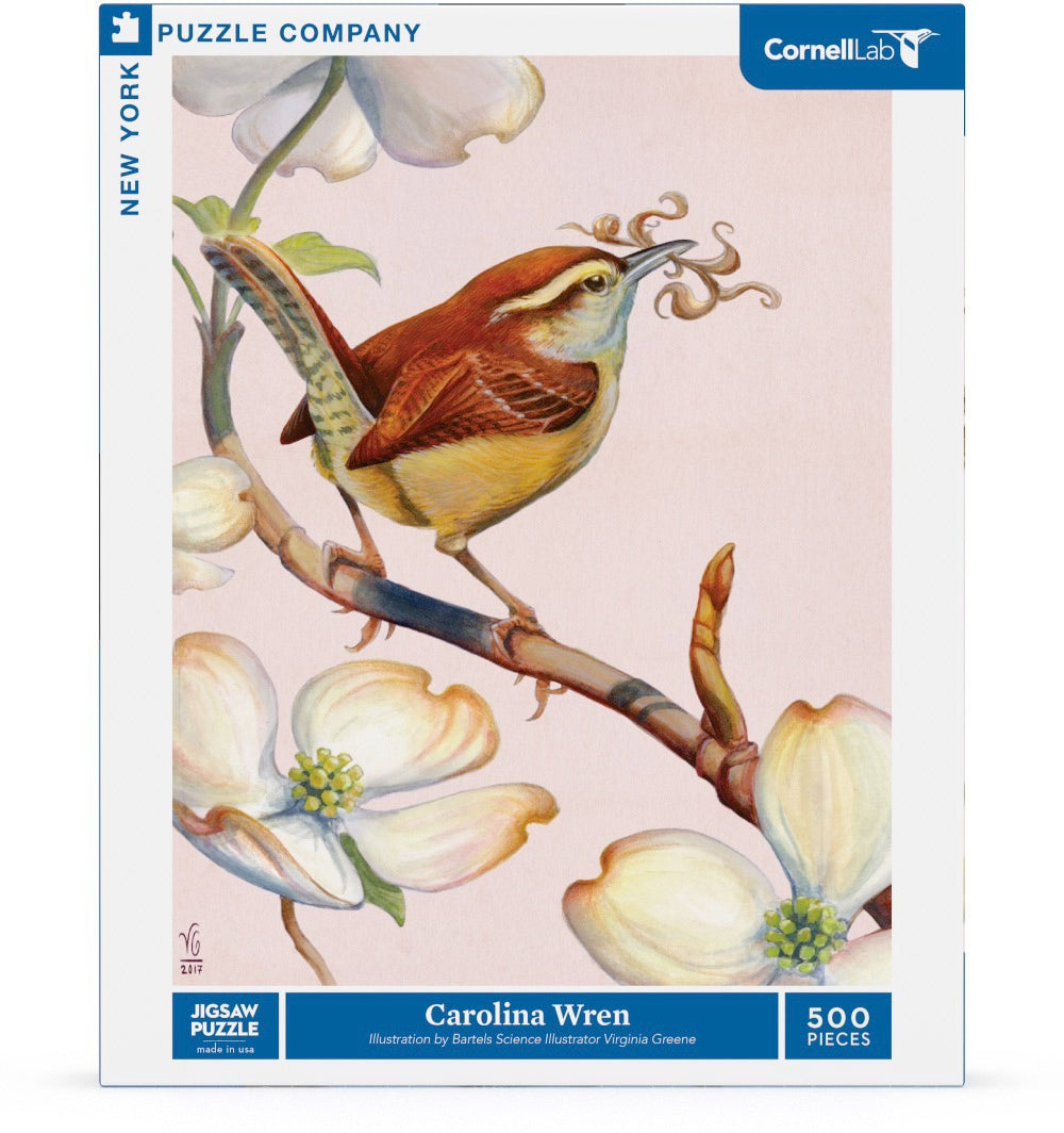 Carolina Wren Image 2