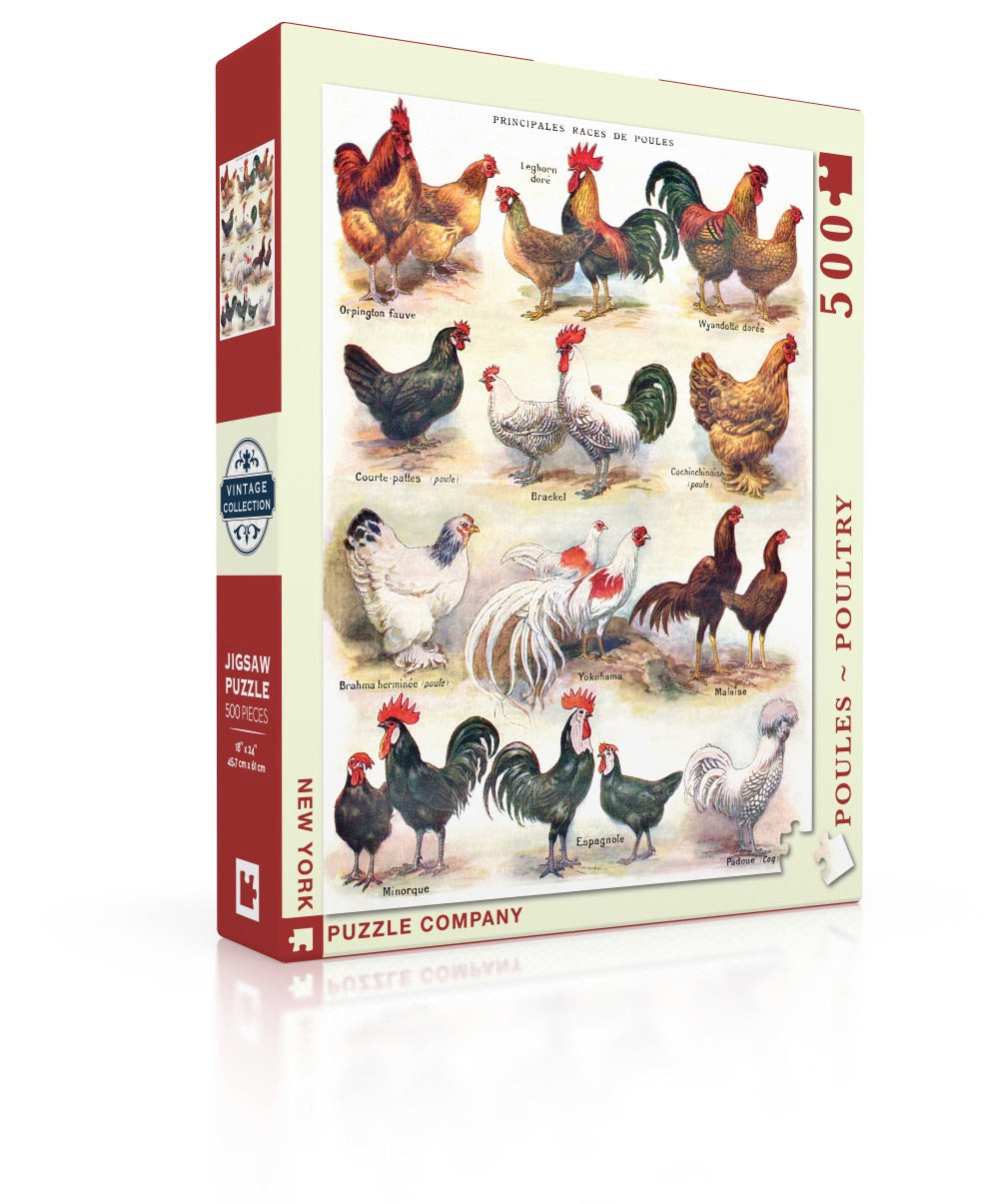 Poules ~ Poultry Image 1