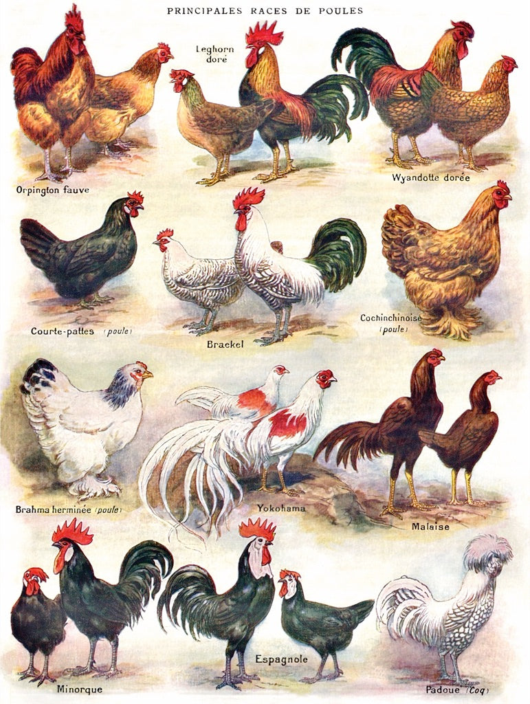 Poules ~ Poultry