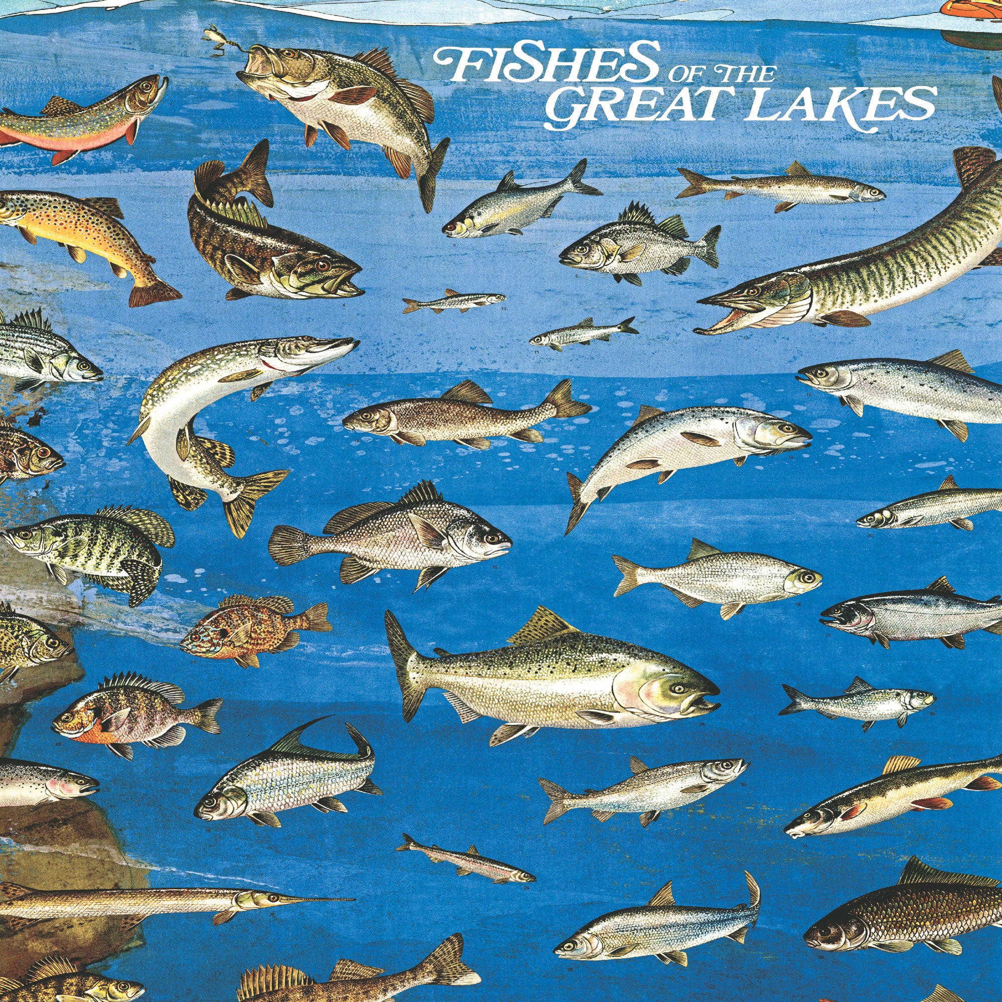 Fishes Of...