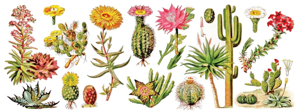 Succulents Mug Image 3