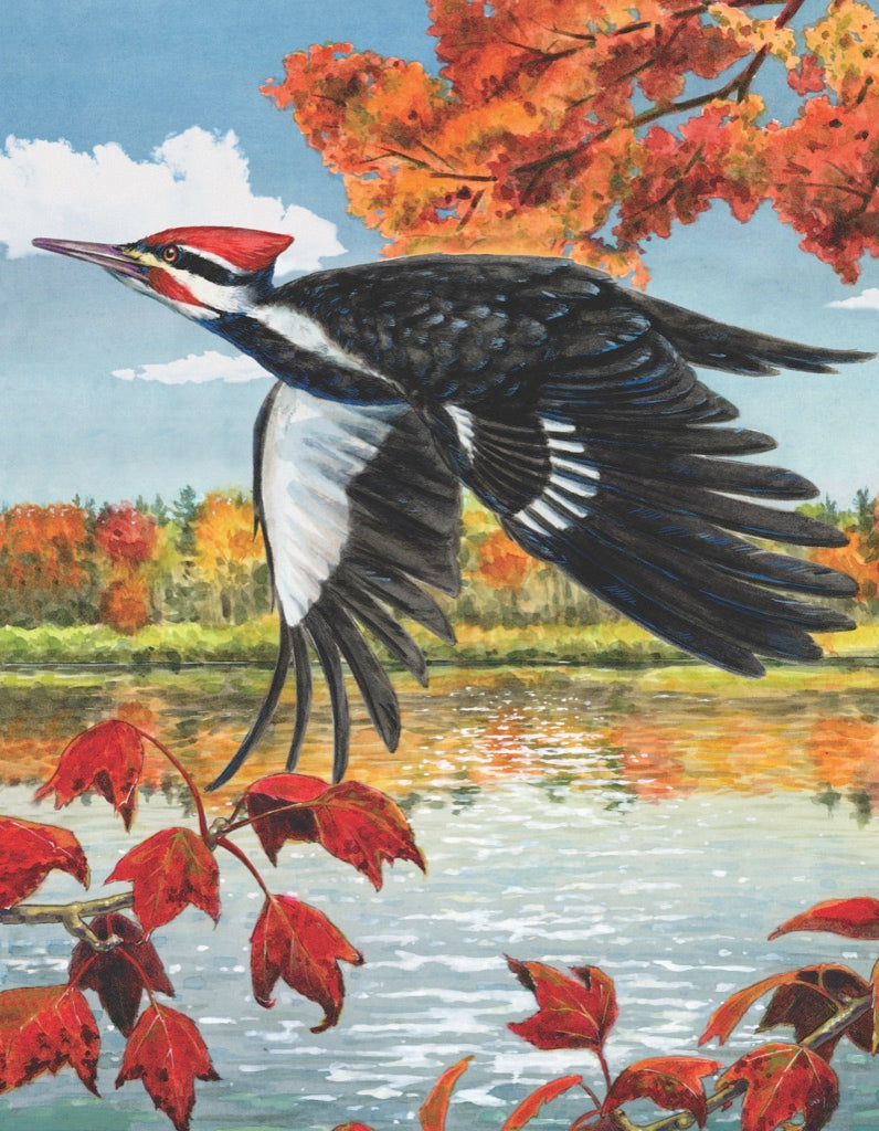 Pileated Woodpecker Mini Image 3