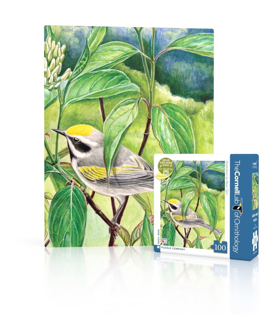 Golden-winged Warbler Mini Image 1