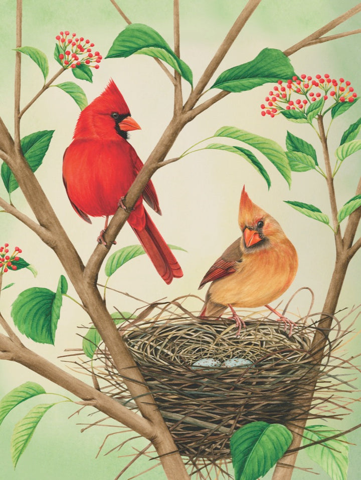 Northern Cardinals Image 3