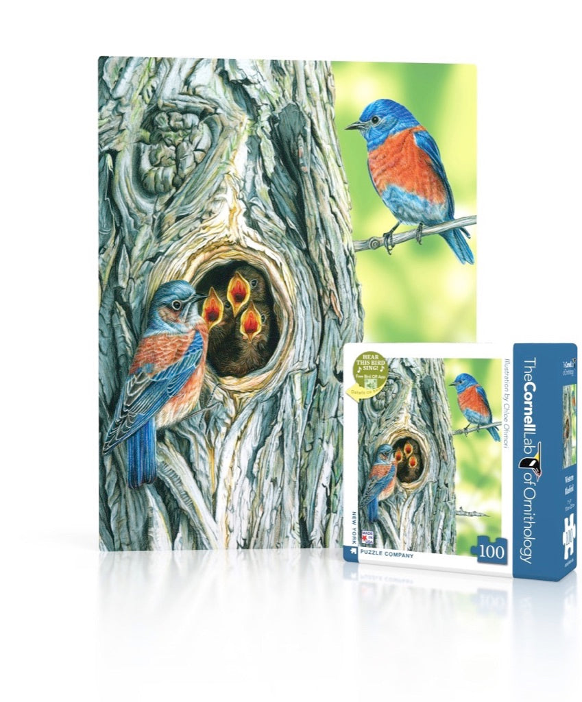 Western Bluebird Mini Image 1