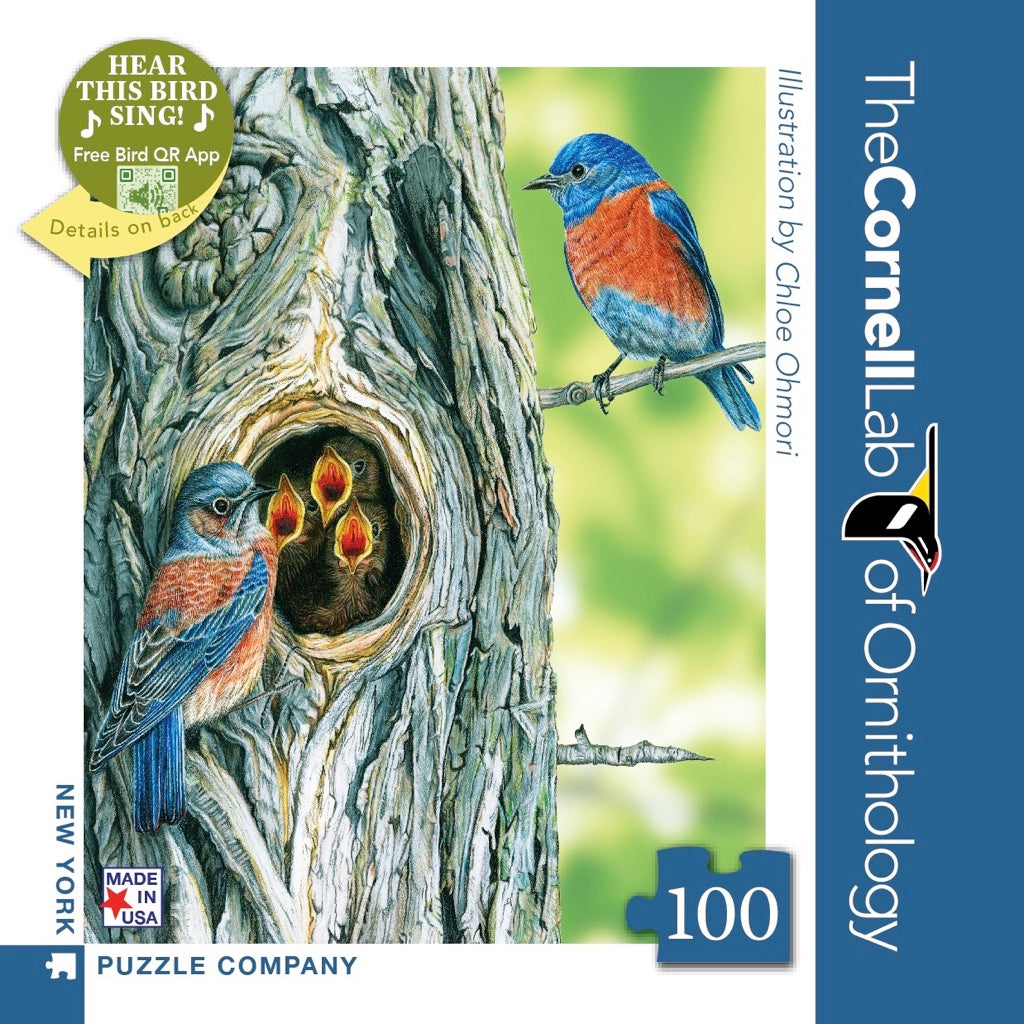 Western Bluebird Mini Image 2