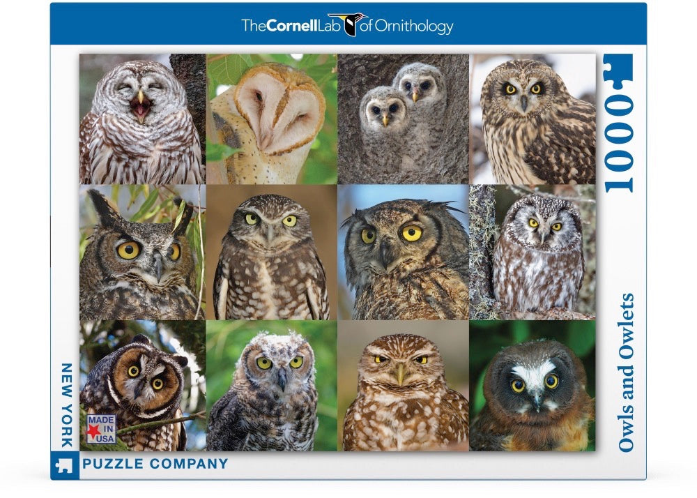 Owls and Owlets Image 2