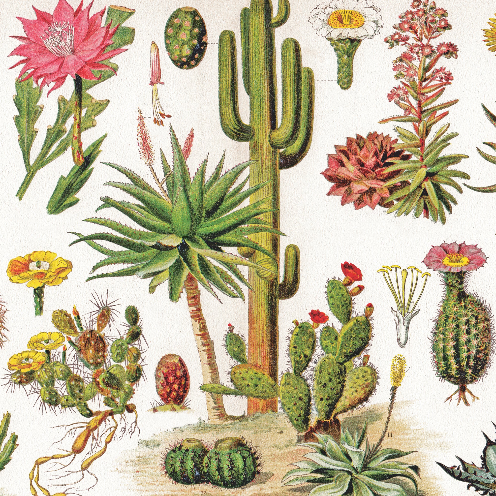 cacti succulents puzzle New york puzzle company - vintage images cacti cactus