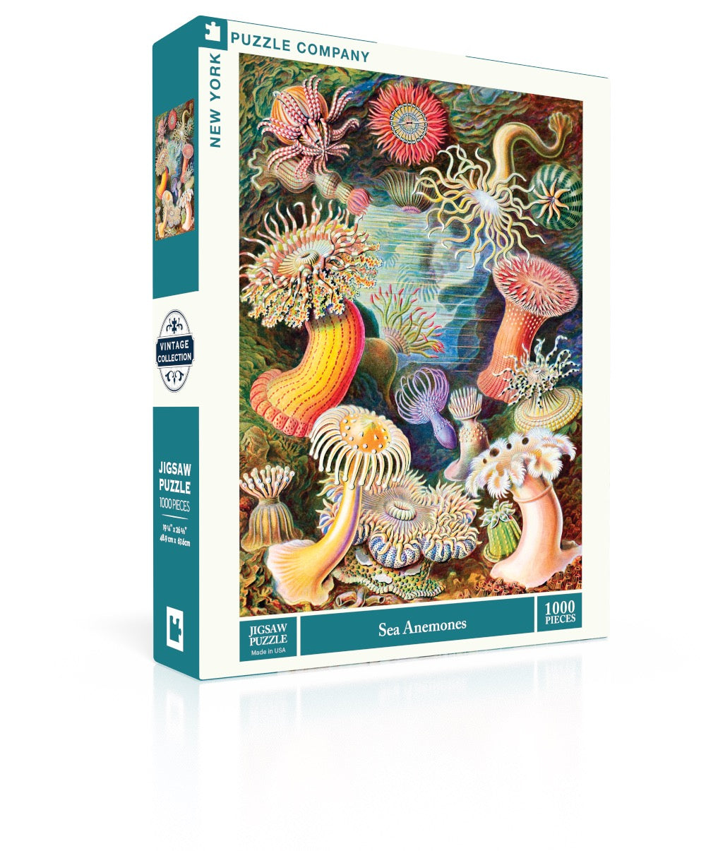 Sea Anemones Image 1