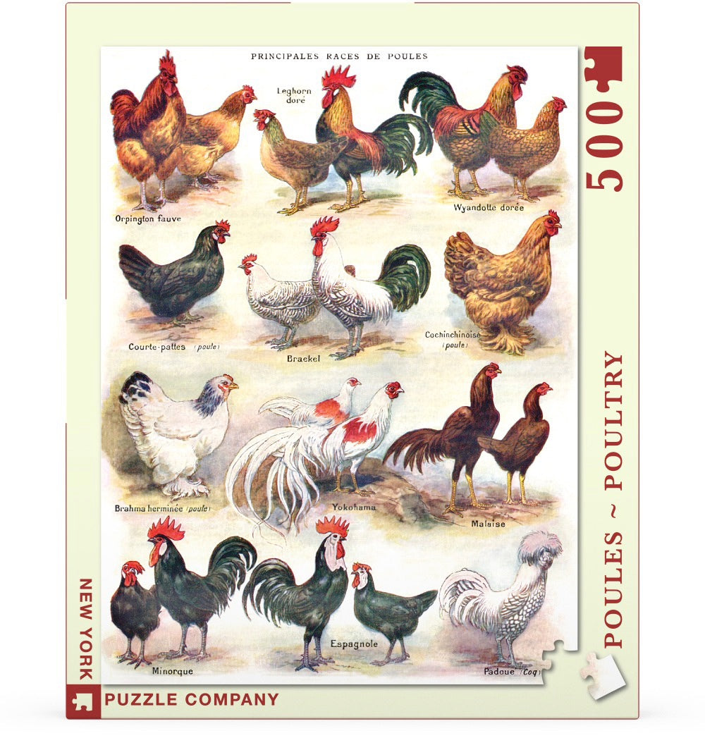 Poules ~ Poultry Image 2