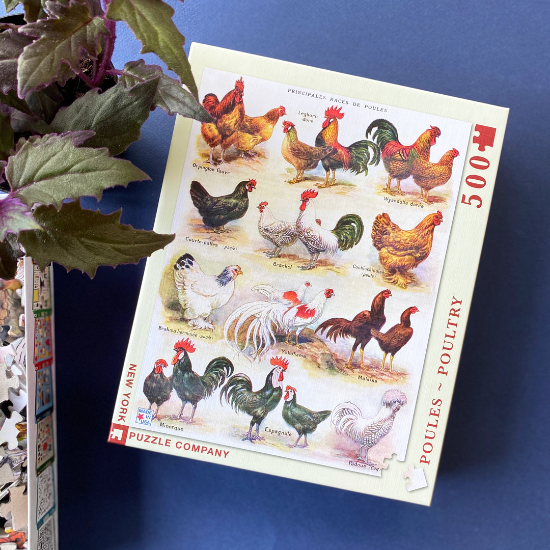 Poules ~ Poultry Image 4