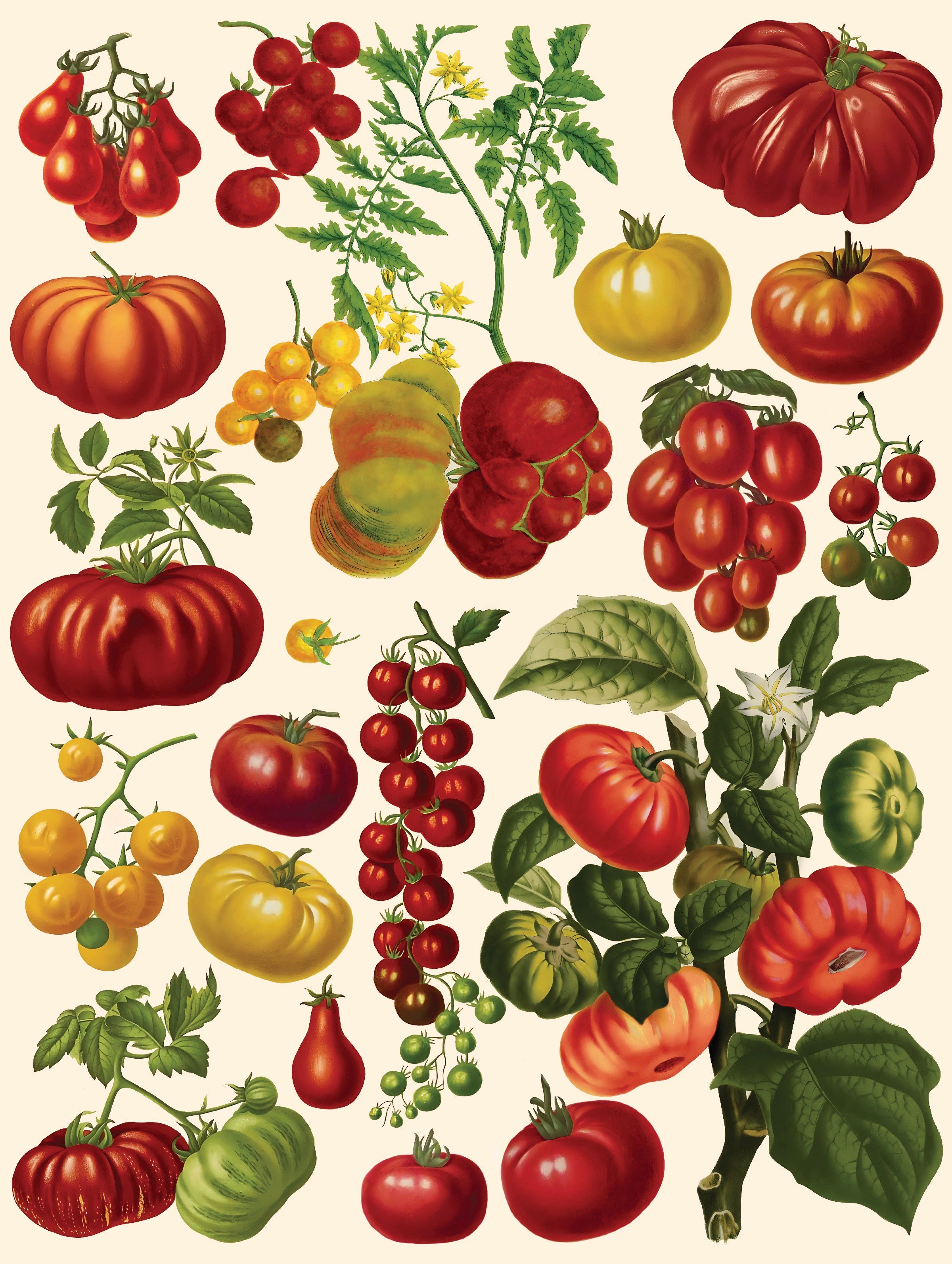 Tomatoes Image 3