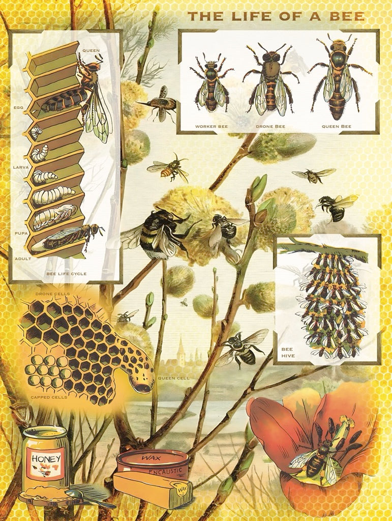 Bees & Honey Image 3