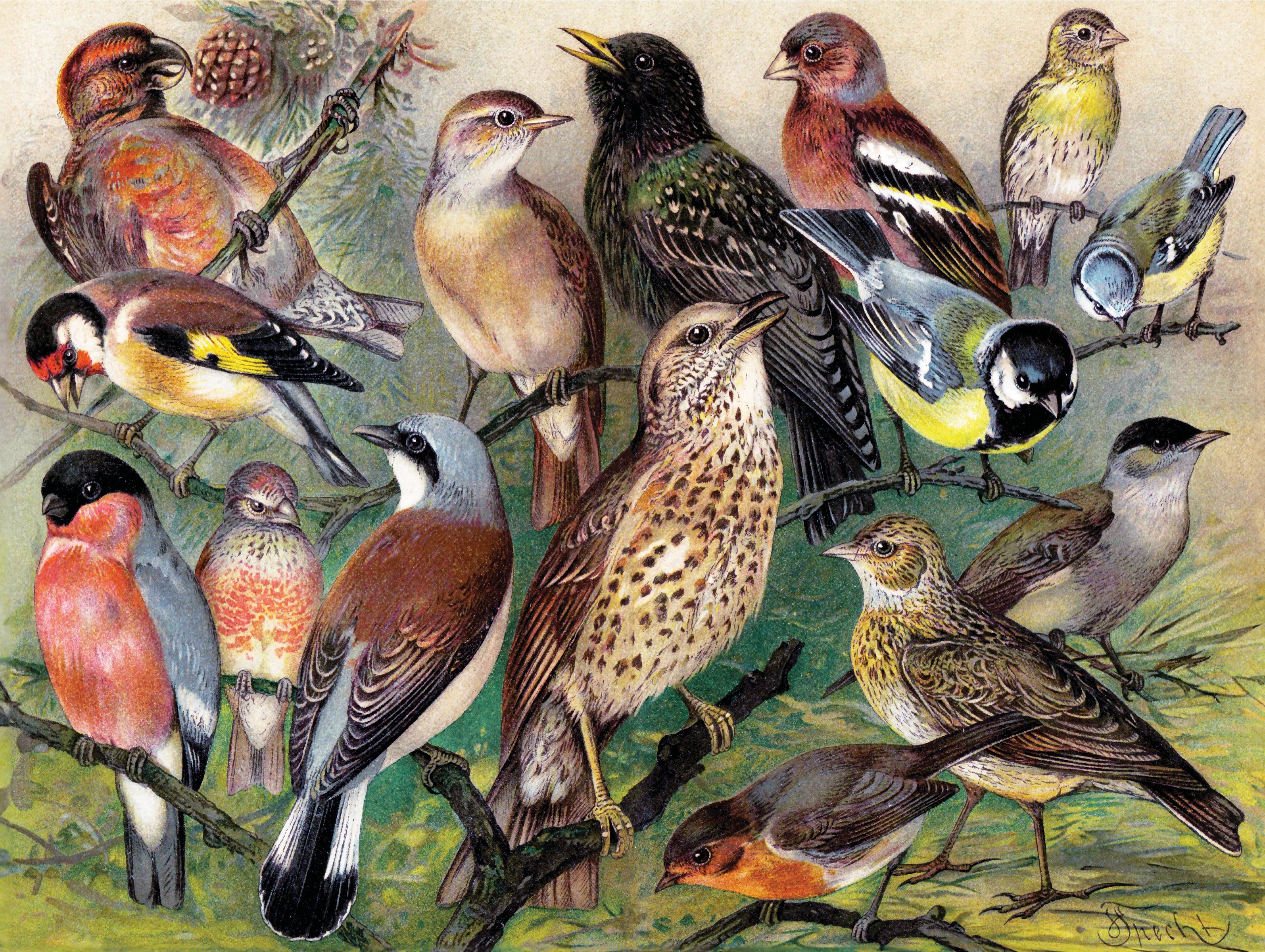 Songbirds Image 3