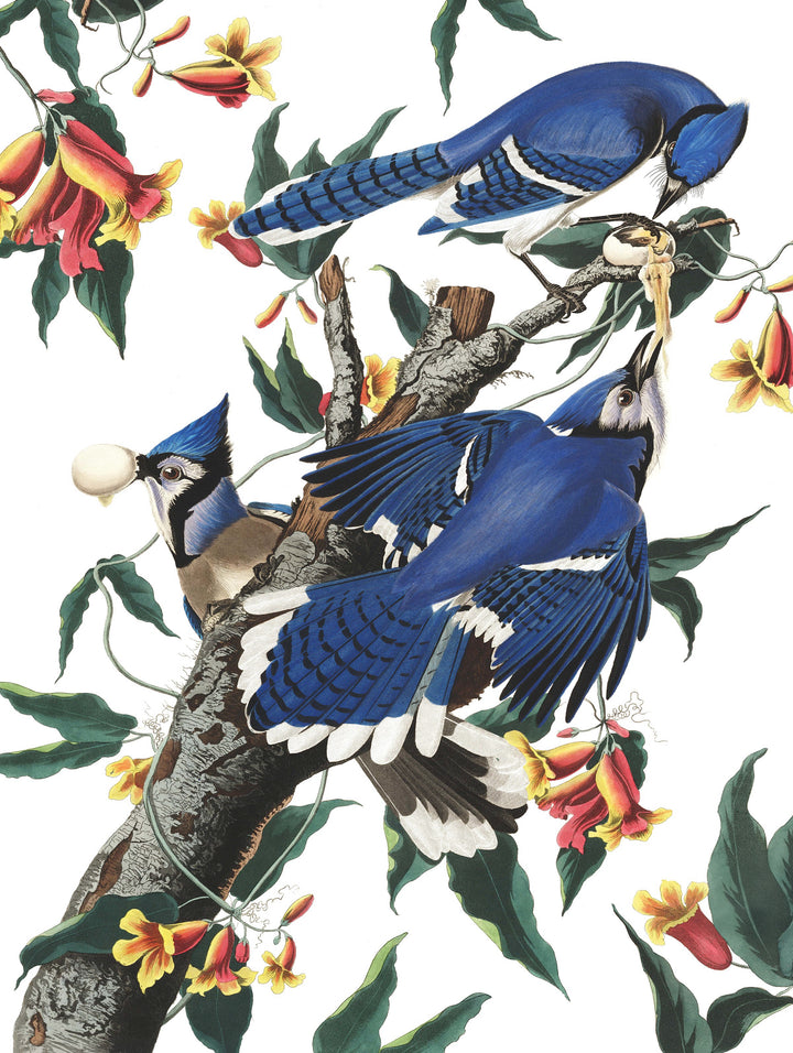 Blue Jays Image 3