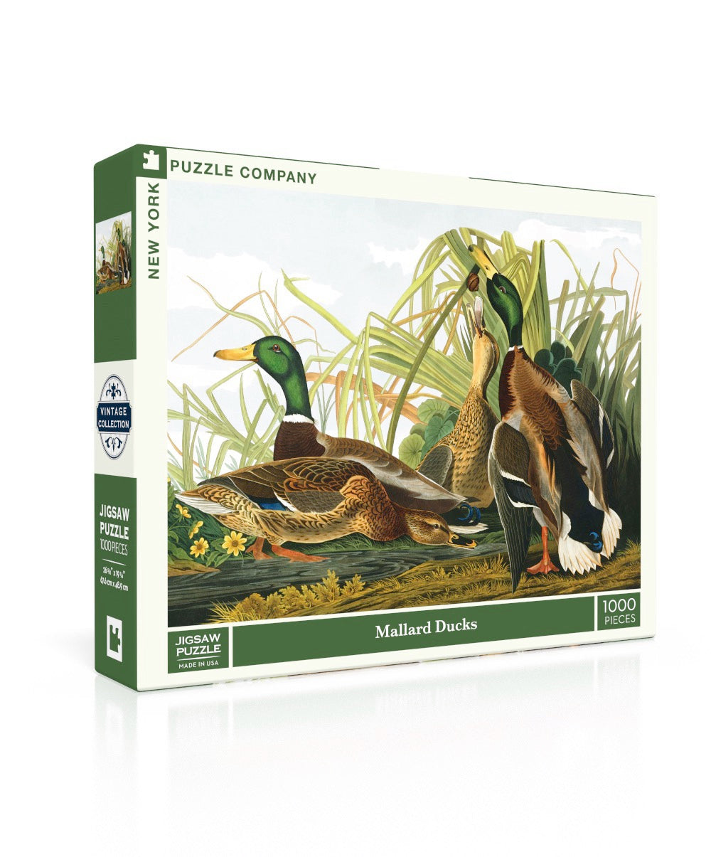 Mallard Ducks Image 1