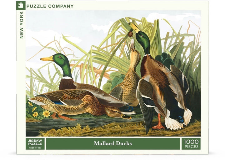 Mallard Ducks Image 2