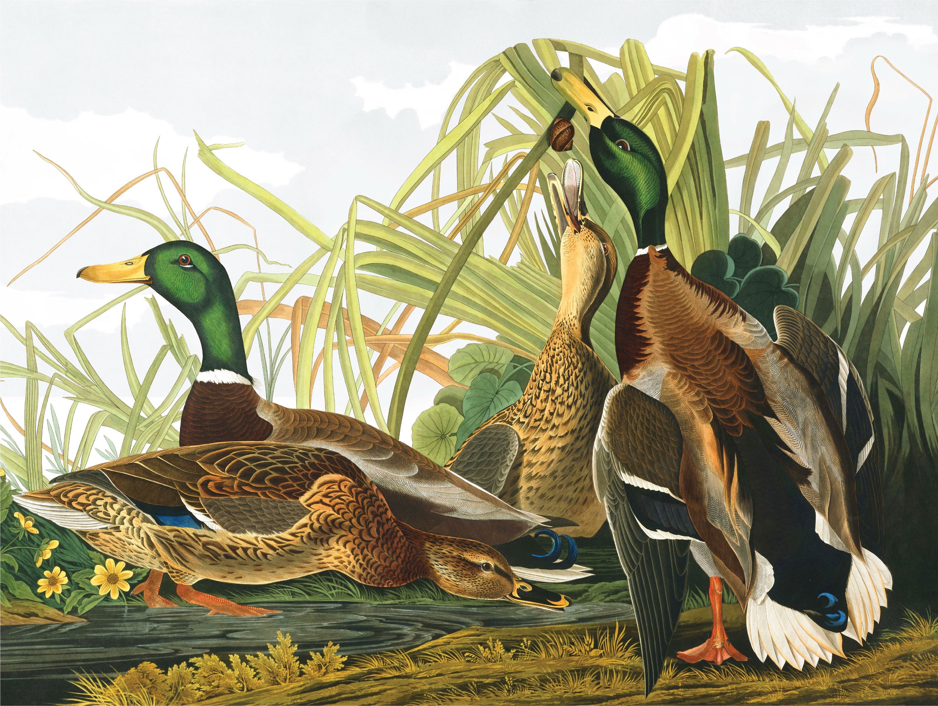 Mallard Ducks Image 3