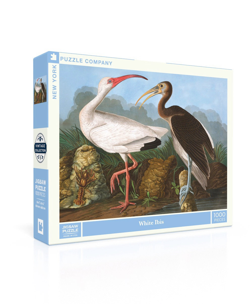 White Ibis Image 1