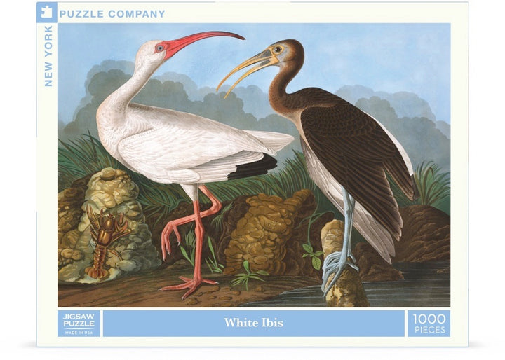 White Ibis Image 2