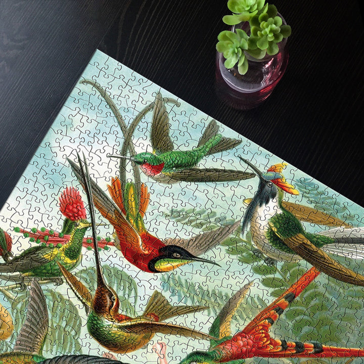 Hummingbirds Image 4
