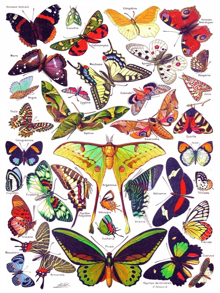 Butterflies ~ Papillons Image 3