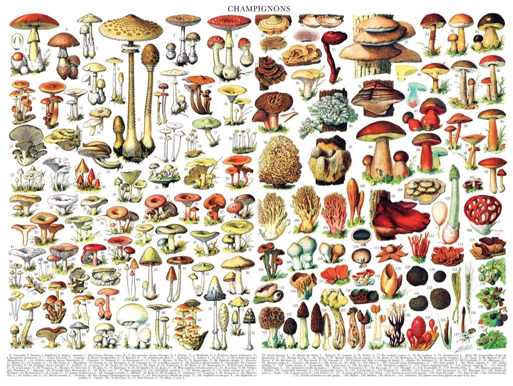 Mushrooms ~ Champignons Image 3