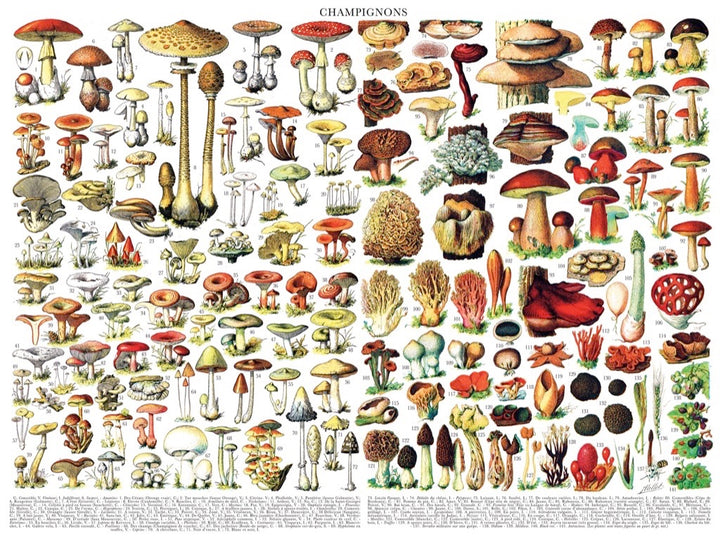 Mushrooms ~ Champignons Image 3