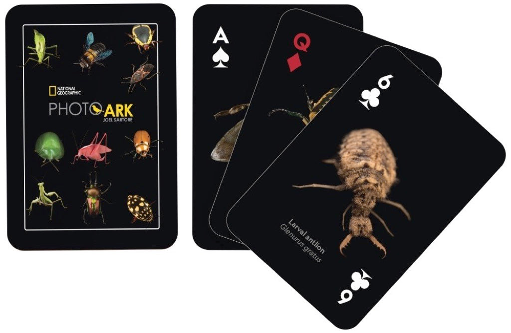 NatGeo Cards - Insects