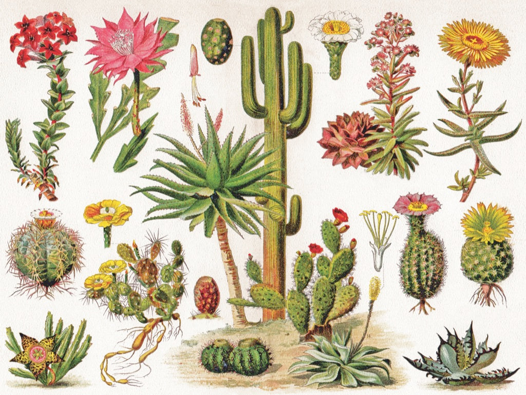 Cacti ~ Cactus